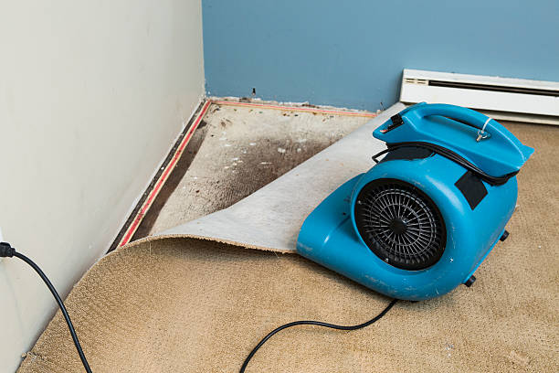 Best Flood restoration services  in Myrtle Point, OR